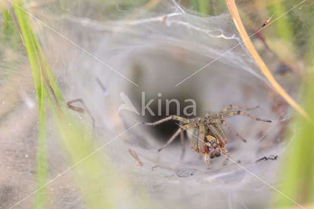 Labyrinth Spider (Agelena labyrinthica)