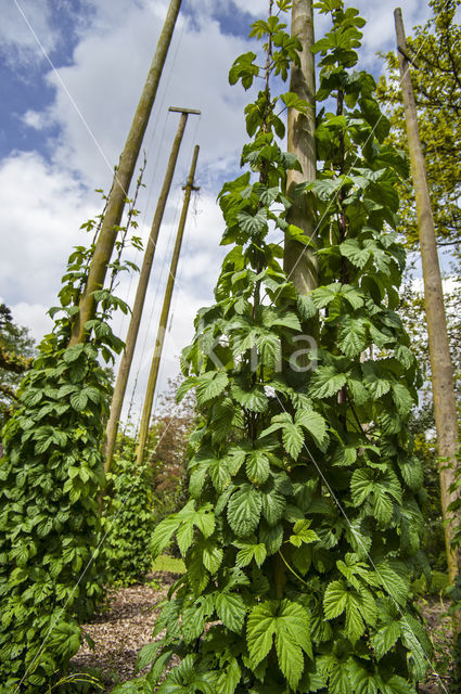 Gewone hop (Humulus lupulus)