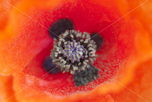 Gewone klaproos (Papaver rhoeas)