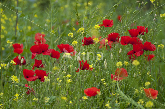 Field Poppy (Papaver rhoeas)