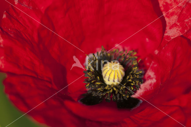 Gewone klaproos (Papaver rhoeas)