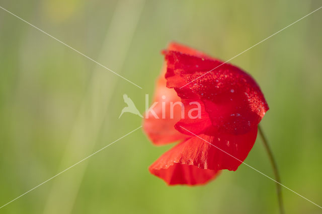 Gewone klaproos (Papaver rhoeas)