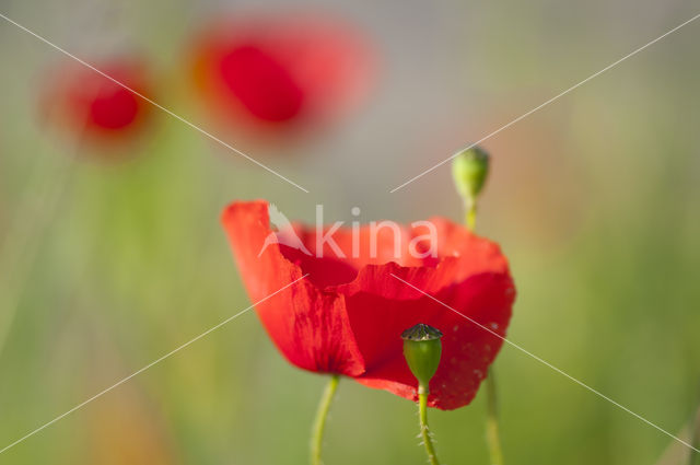 Gewone klaproos (Papaver rhoeas)