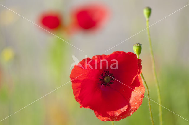 Gewone klaproos (Papaver rhoeas)