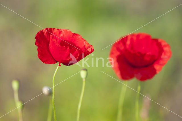 Gewone klaproos (Papaver rhoeas)