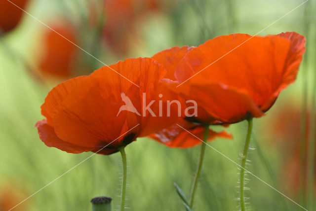 Gewone klaproos (Papaver rhoeas)