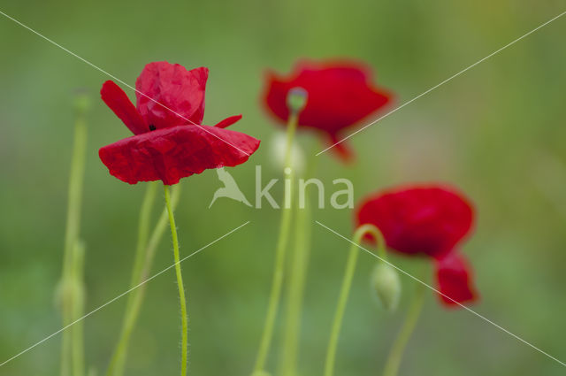 Gewone klaproos (Papaver rhoeas)