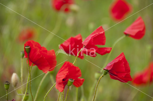 Gewone klaproos (Papaver rhoeas)