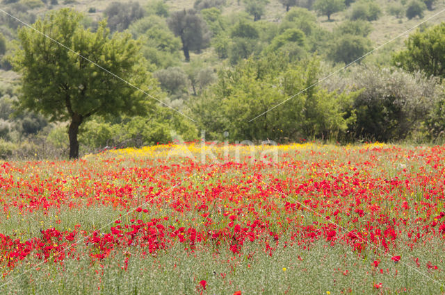 Gewone klaproos (Papaver rhoeas)