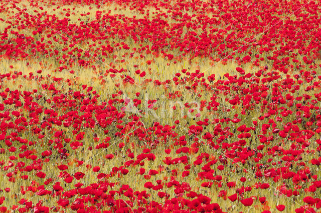 Gewone klaproos (Papaver rhoeas)