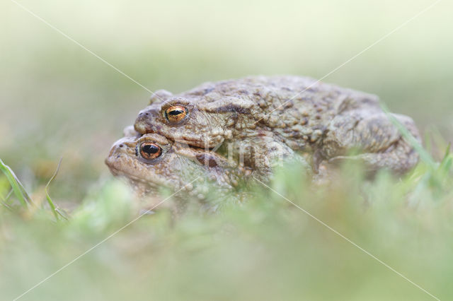 Gewone pad (Bufo bufo)