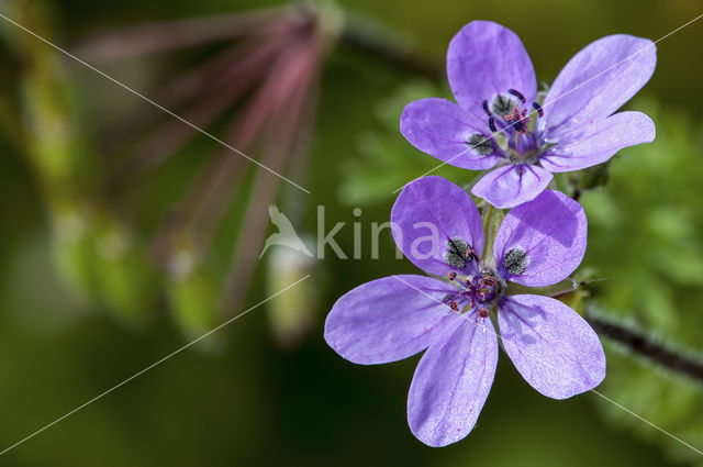 Stork's-bill (Erodium cicutarium)