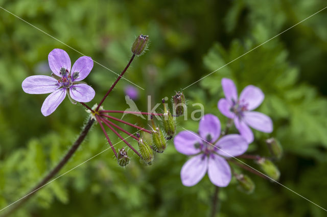 Gewone reigersbek (Erodium cicutarium)