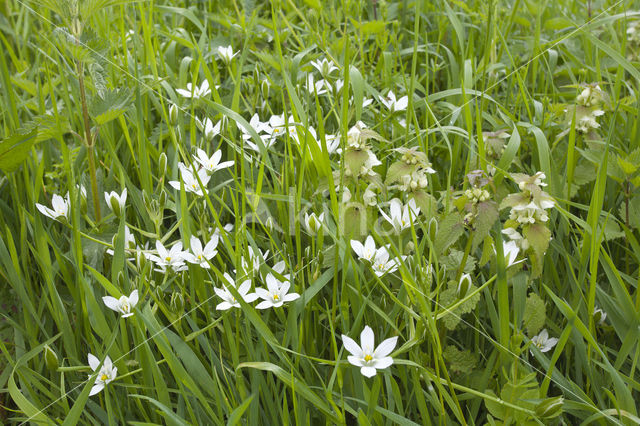 Common star of Bethlehem (Ornithogalum umbellatum)