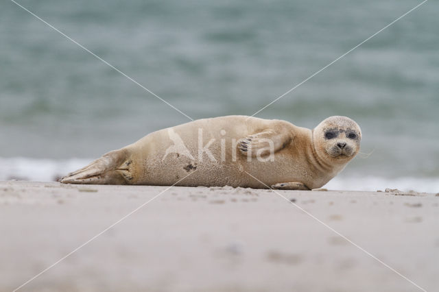 Gewone zeehond (Phoca vitulina)