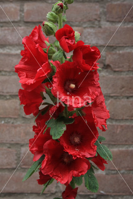 Hollyhock (Alcea rosea)