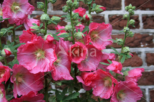 Stokroos (Alcea rosea)