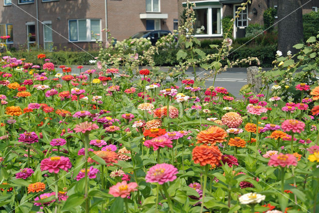 Gewone zinnia (Zinnia elegans)