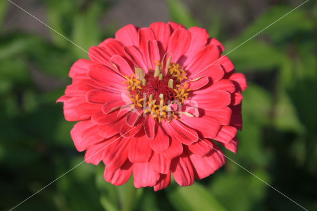 Gewone zinnia (Zinnia elegans)