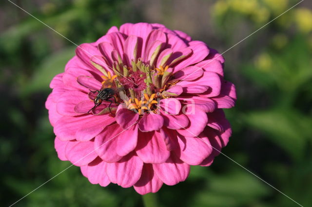 Zinnia elegans