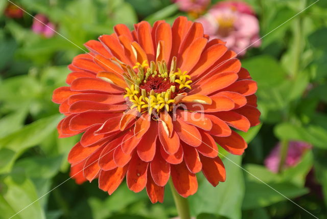 Gewone zinnia (Zinnia elegans)