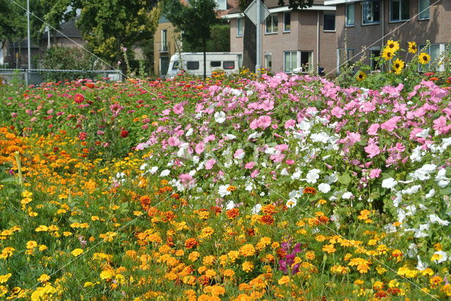 Gewone zinnia (Zinnia elegans)