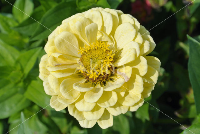 Gewone zinnia (Zinnia elegans)