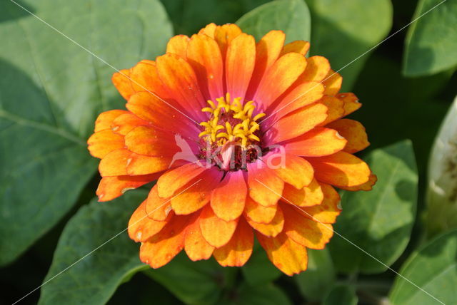 Zinnia elegans