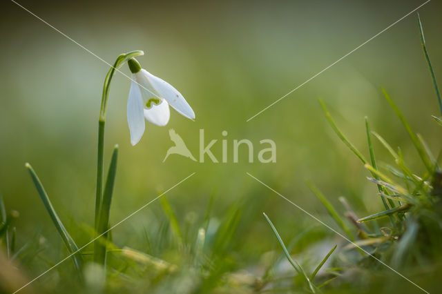 Common Snowdrop (Galanthus nivalis)