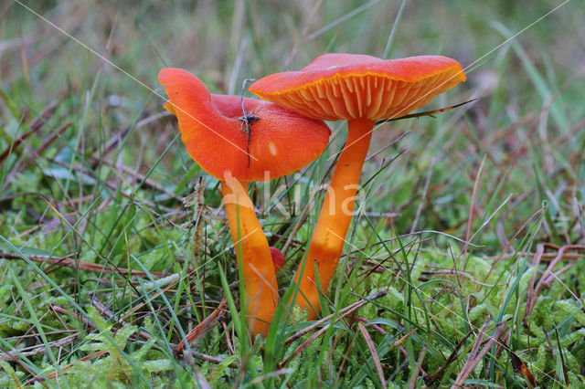 Vermilion Waxcap (Hygrocybe miniata)