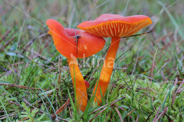 Vermilion Waxcap (Hygrocybe miniata)