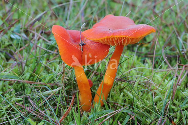 Vermilion Waxcap (Hygrocybe miniata)