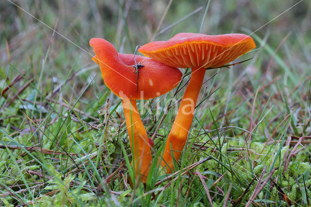 Vermilion Waxcap (Hygrocybe miniata)