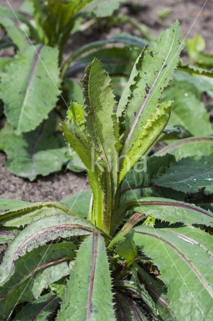 Great Lettuce (Lactuca virosa)