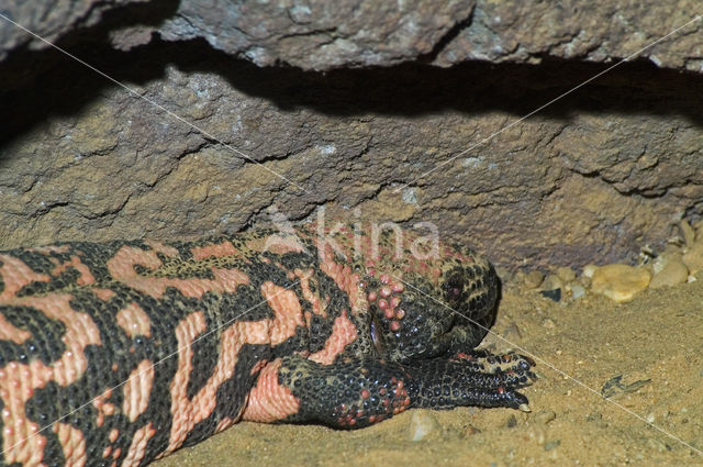 Gila Monster (Heloderma suspectum)