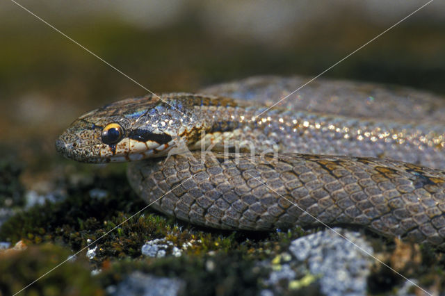 Smooth Snake (Coronella austriaca)