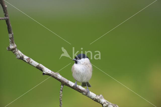 Glanskop (Parus palustris)