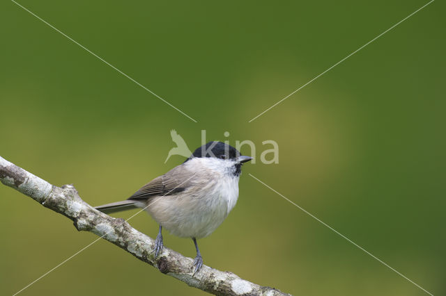 Glanskop (Parus palustris)