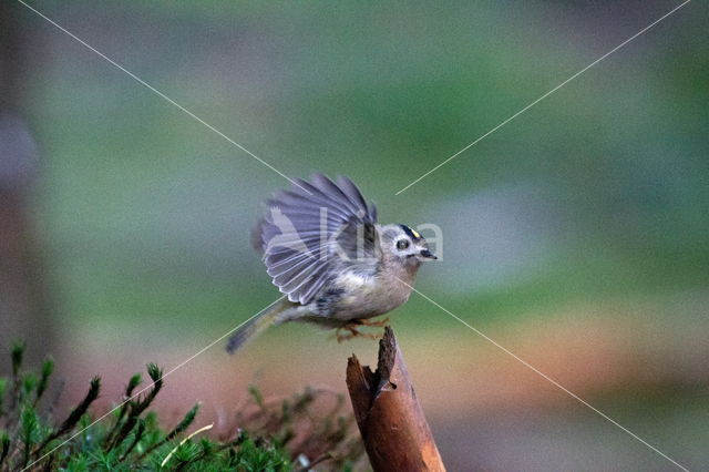 Goldcrest (Regulus regulus)