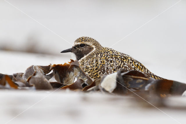 Goudplevier (Pluvialis apricaria)