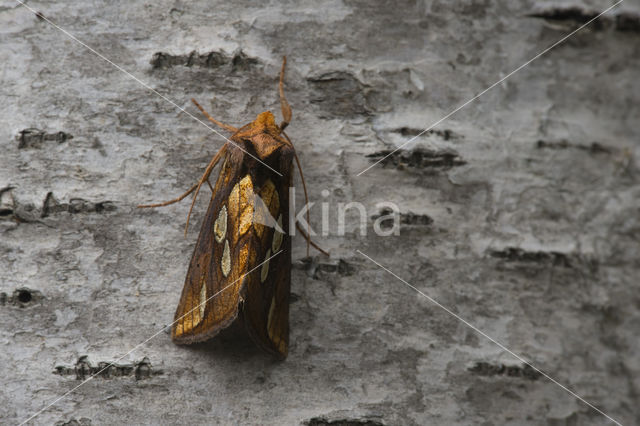 Goudvenstertje (Plusia festucae)