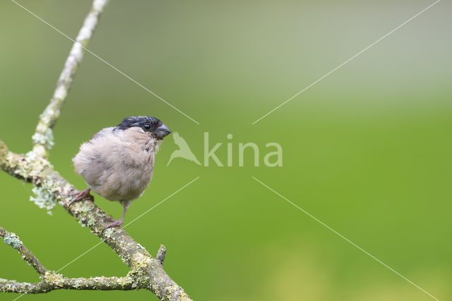 Eurasian Bullfinch (Pyrrhula pyrrhula)