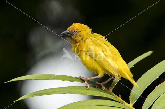 Eastern golden weaver (Ploceus subaureus)