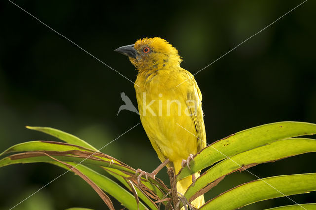 Eastern golden weaver (Ploceus subaureus)