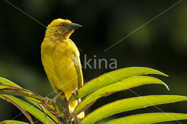 Eastern golden weaver (Ploceus subaureus)