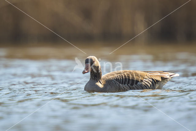 Grey Lag-Goose (Anser anser)