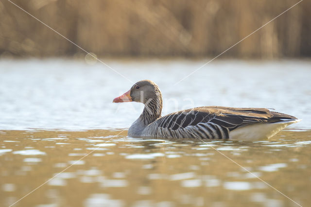 Grauwe Gans (Anser anser)