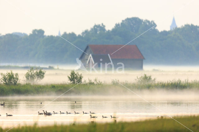 Grauwe Gans (Anser anser)