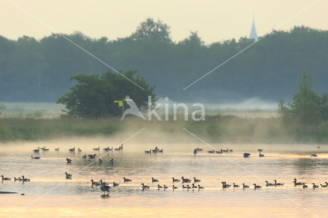 Grey Lag-Goose (Anser anser)