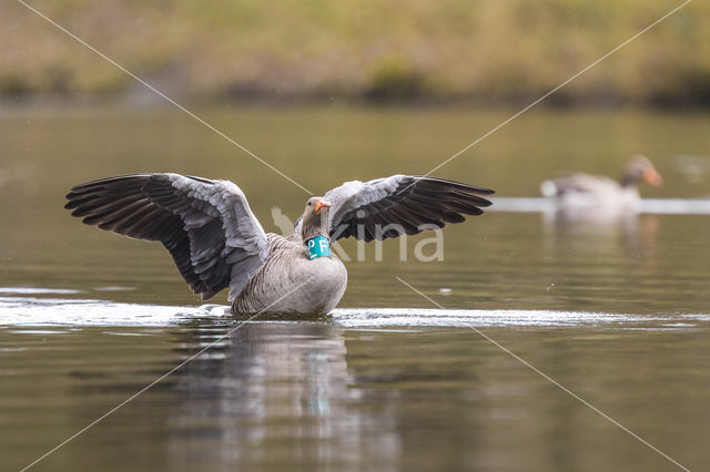 Grey Lag-Goose (Anser anser)